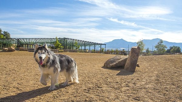 Getting dogs to cooperate for a picture was sometimes pretty difficult, but other times, like with this husky, it seemed as though Boulder's dogs knew exactly how to pose for the cameras. (Photo: Joseph Wirth)