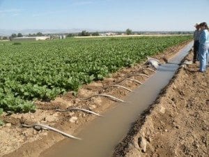 irrigated-sugar-beets-with-tubes-sm