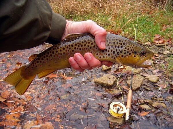 fishing_browntrout