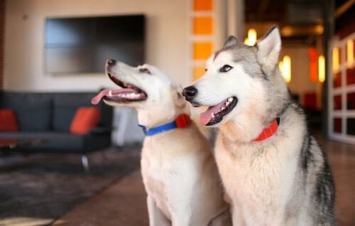 Dogs sporting their WÜF collars. (Photo Credit: getwuf.com)