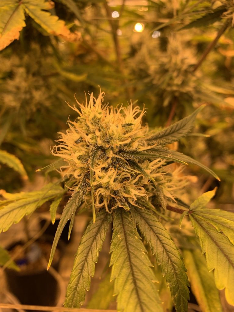 Green Cannabis Buds
