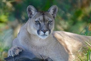 mountain lion, wild, elephant