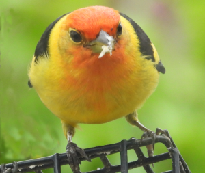 BRIGHT yellow body, dark strips on wings, small but thinks it's big, reddish/orange head. Western Tanager. Migrates through some years for a day or three through Lafayette, Colorado