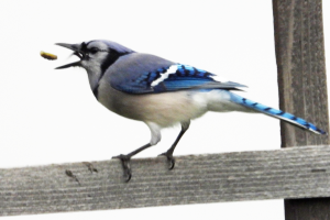 Eastern (classic) blue jay, on top of a fence, mouth wide open, with a peanut in the air in front of the open mouth.