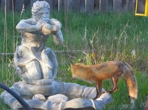 Red fox standing on back yard fountain of neptune