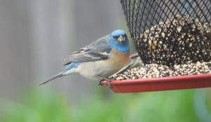 Blue helmeted, white underbelly, dark striped wings, With some rust/rufus color between the blue and leading to the light belly eating seeds at our backyard bird feeder.