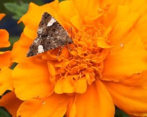 Bright orange Marigold with dark brown winged moth. The moth is the size of the flower enter, and contrasts with the color. Macro shot