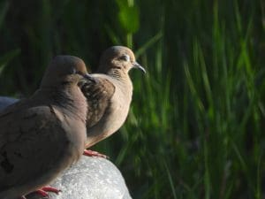 Silhouette of a pair of doves. They mate for life.