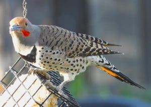 Flicker (boy) woodpecker in our Lafayette backyard. Amazing variation in color and pattern from stripes to spots to red cheeks (for ID as a male)