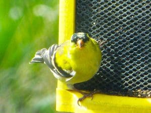 american goldfinch looking at me from a goldfinch feeder. black and white stripped tail, gold-yellow bothd, black cap.