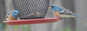 Migrating Lazuli bunting. Blue head/shoulders, orange and white bellow, PRETTY bird. Left one is staring back at me