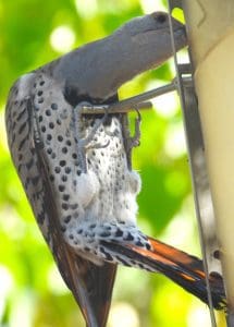 Western Flicker woodpecker, about 10" tail tip to beak tip. Maybe a little bigger. Light belly with dark round spots. Color orange in the tail feather shafts. They used to be red or yellow, and I think they cross-bred and we have orange. The long neck extension is not "normal" but is reaching for seeds. They like suet too,,