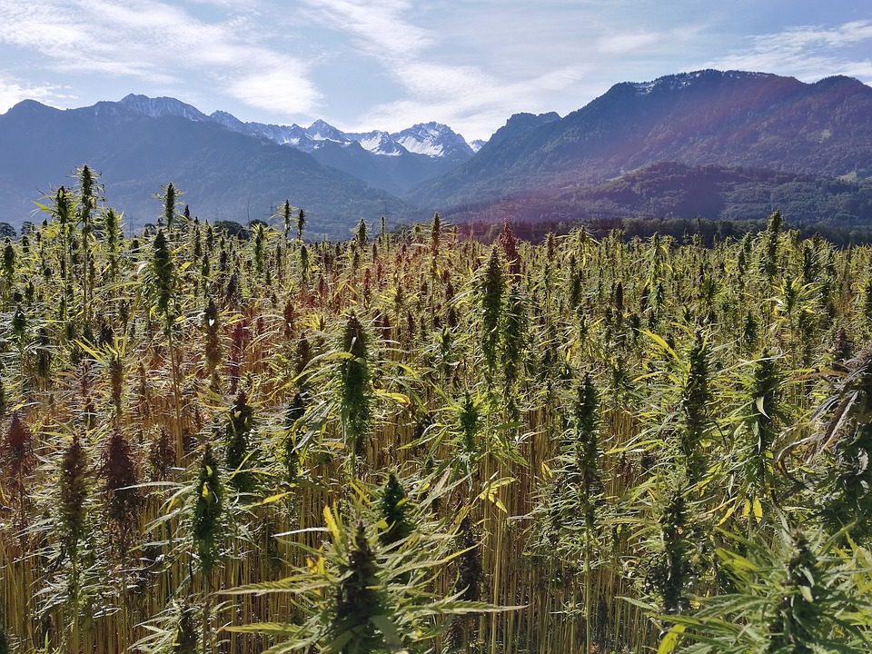 Exploring the Art of Cannabis Cultivation in Boulder, Colorado: A Journey Through the Rocky Mountain High