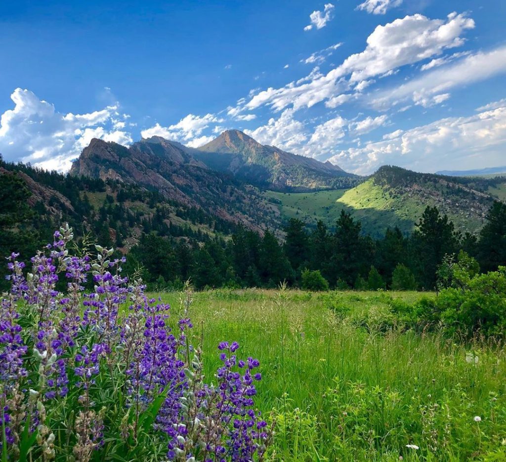 Sowing the Seeds of Change: Wildflower Conservation in Boulder, Colorado