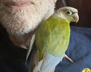 conure parrot on my shoulder, next to my beard