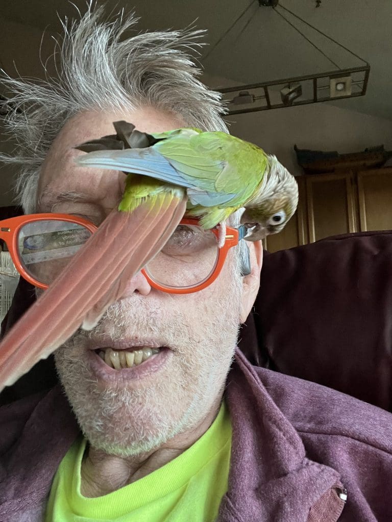 conure parrot crawling across my glasses. My glasses are on my face!