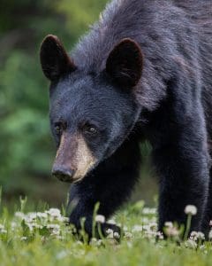 black bear on green grass during daytime