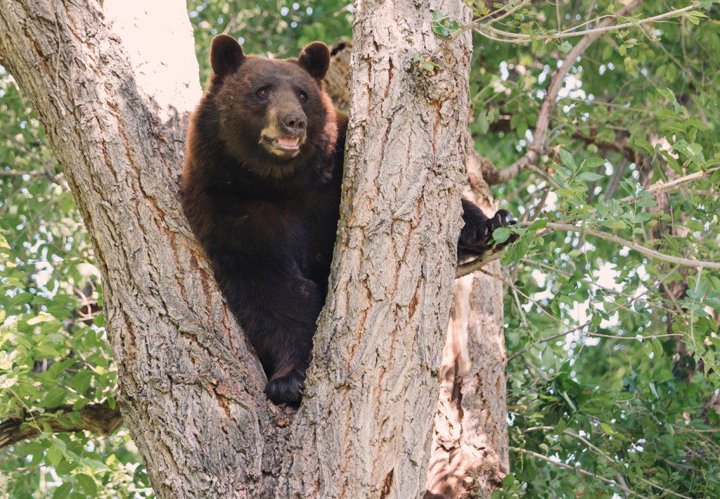 Uncovering the Root of Elevated Bear Activity in Boulder, Colorado