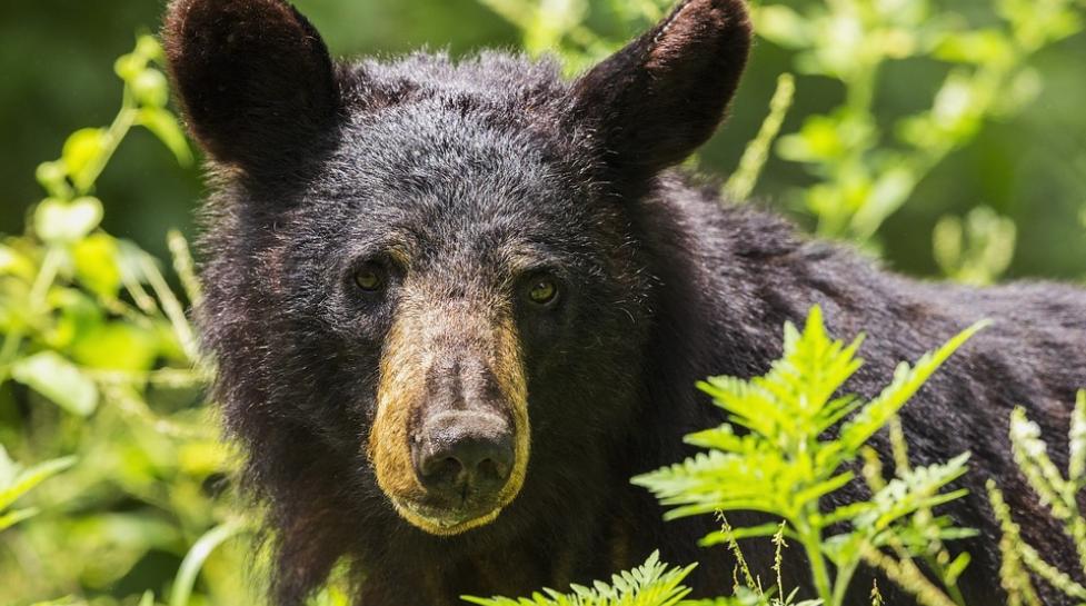 Uncovering the Root of Elevated Bear Activity in Boulder, Colorado