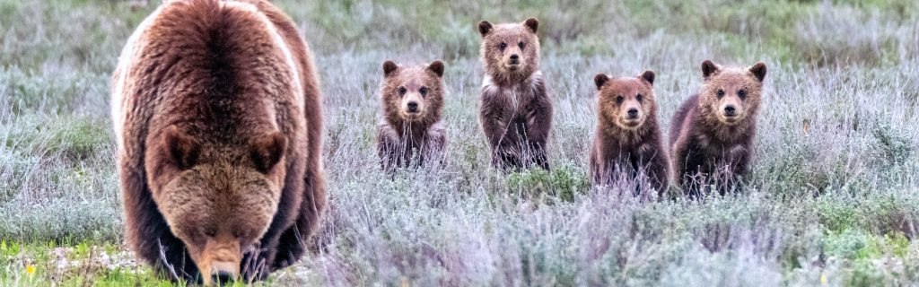 Treading Carefully: A Pre-Hike Checklist for Exploring Bear Country in Boulder, Colorado