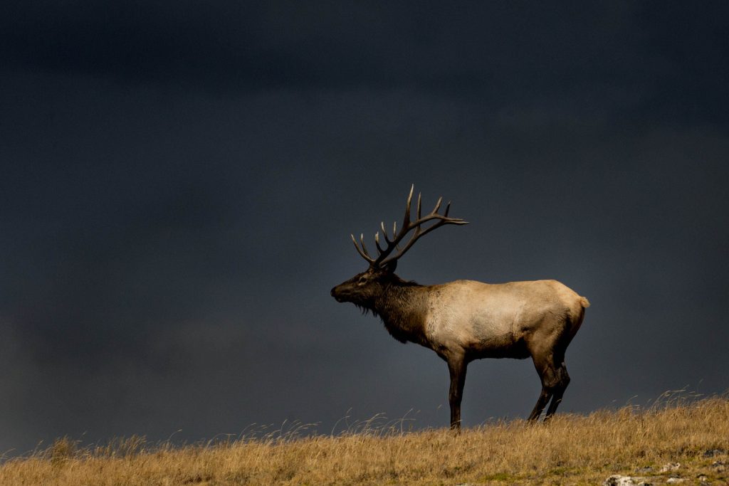 Unveiling Colorado's Unsurpassed Elk Haven