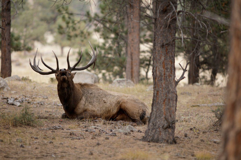 Unveiling Colorado's Unsurpassed Elk Haven