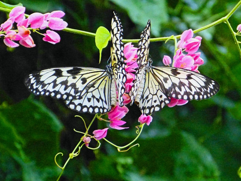 A pair of large tree nymph butterflies, generally black patterned on a white/bone background. this pair is mirroring each other, and NOT photo shopped. the light purple/pink flowers set off the butterflies.