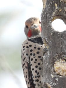 Flicker male woodpecker peeking out from behind a suet feeder.