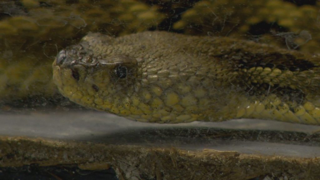 Unveiling the Secrets of Snake Hibernation: Uncovering Nature's Winter Slumber