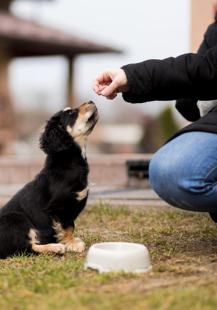 How to Transition Your Dog to a Raw Diet - AboutBoulder