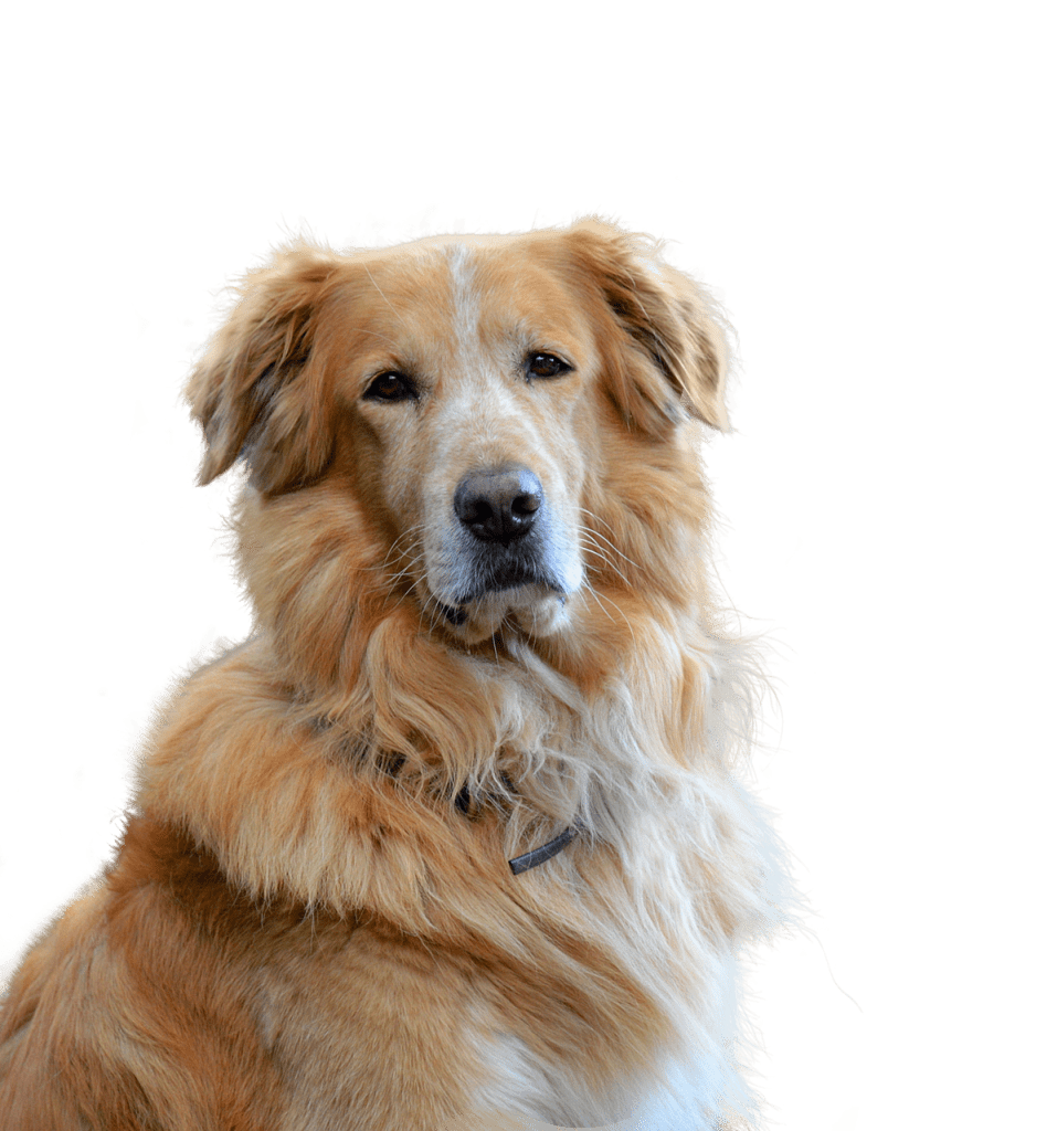golden retriever, isolated, dog