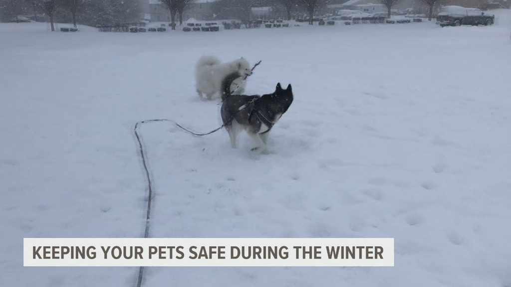 Chilling Challenges: Keeping Your Pets Safe in Boulder's Frigid Temperatures