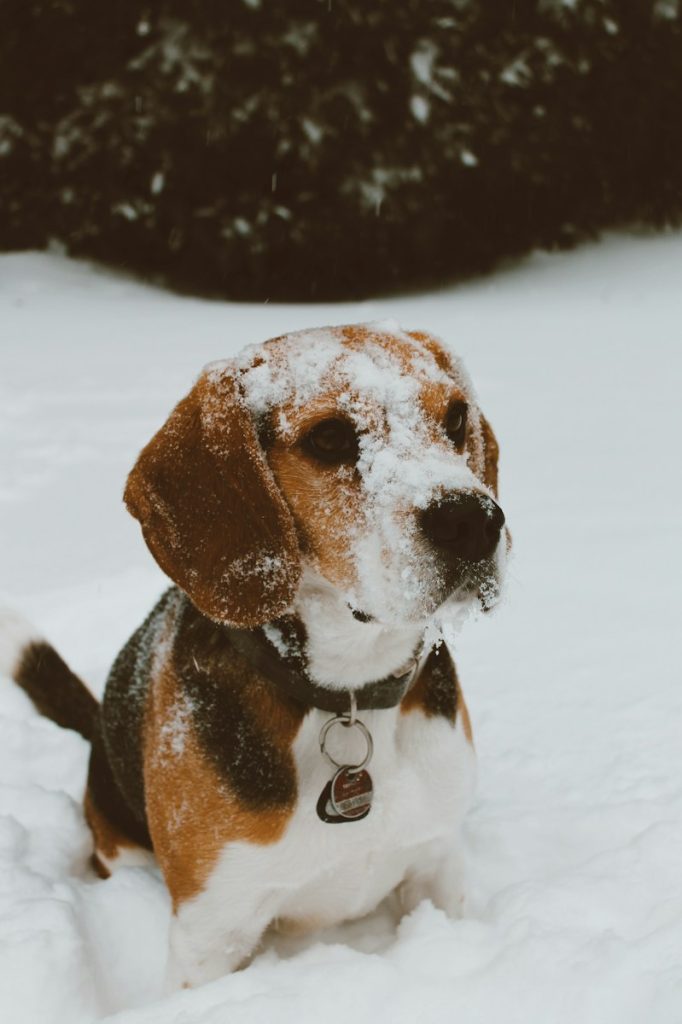 tricolor beagle on snow covered ground during daytime