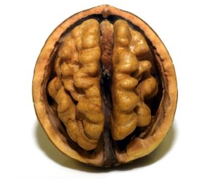 walnut, nut, shell