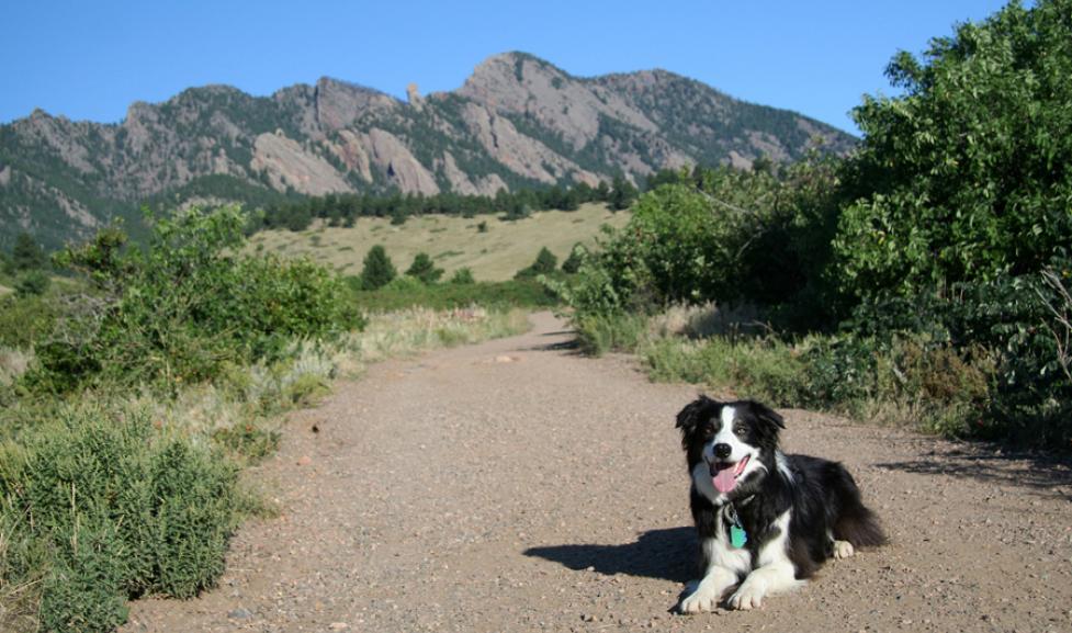 7 Pawsome Reasons Why Having a Dog in Boulder, Colorado Will Make Your Life Better