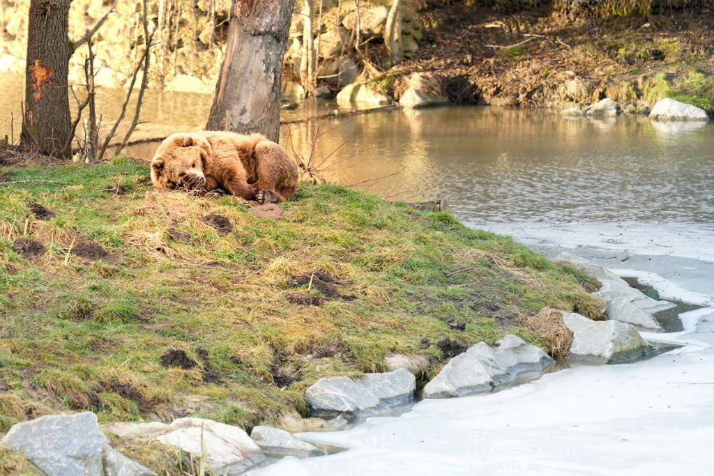 Bearly Awake: The Annual Awakening of Boulder's Bears from Hibernation