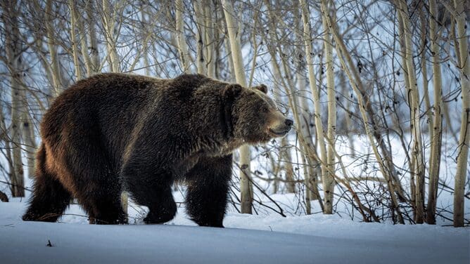 Bearly Awake: The Annual Awakening of Boulder's Bears from Hibernation