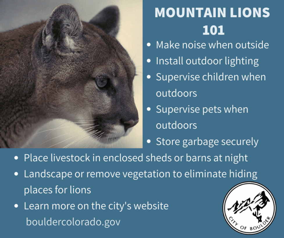 Coexisting with Cougars: Navigating Life in Boulder's Mountain Lion Territory