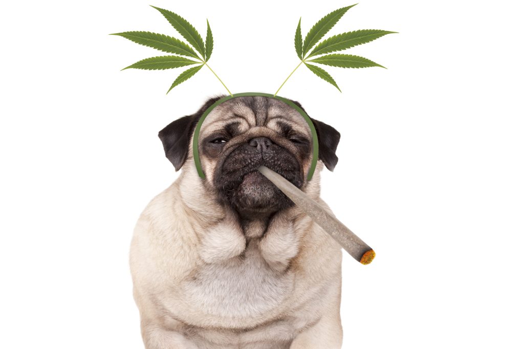 Understanding the Risks: How Cannabis Can Affect Your Dog