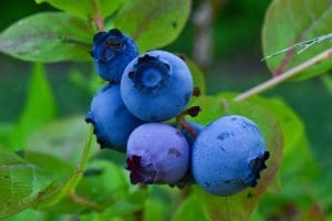 blue round fruits on green leaves during daytime