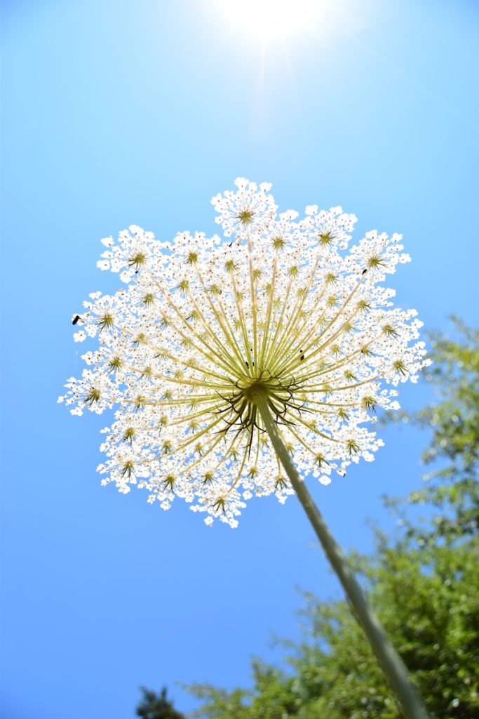 white flower under blue sky during daytime