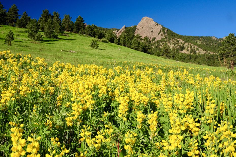 Boulder Blooms: Celebrating Spring with Boulder's Favorite Events