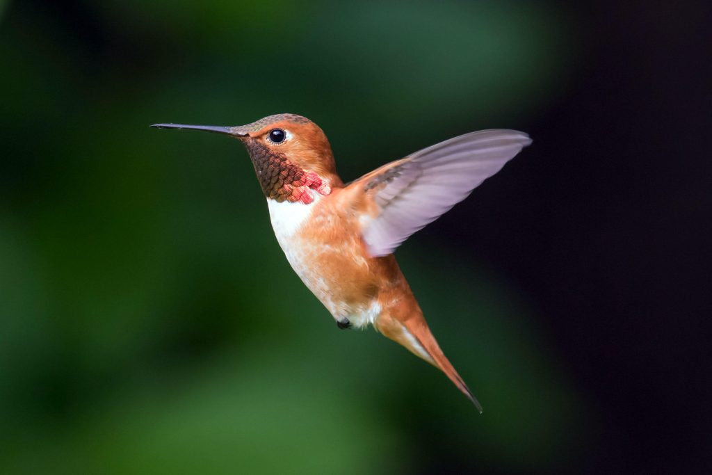 Boulder, Colorado's Hummingbird Season: What You Need to Know