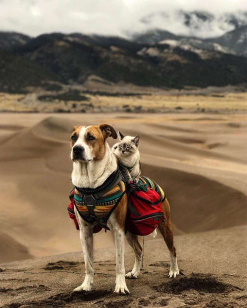 Boulder's Best Buddies: Exploring the Adventure Dogs of Colorado