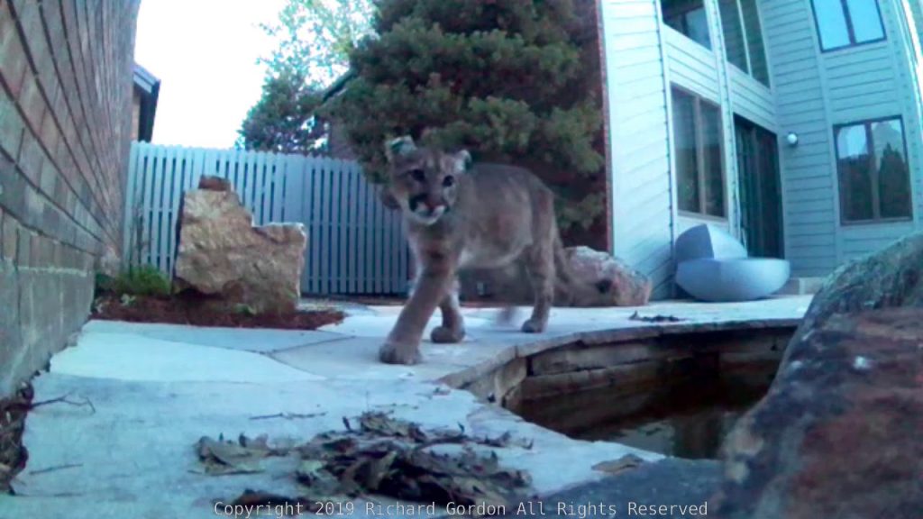 Coexisting with Cougars: Navigating Life with Mountain Lions in Boulder, Colorado