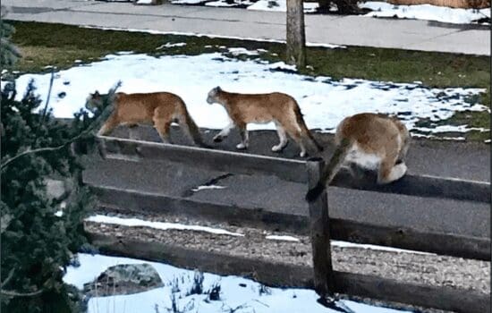 Coexisting with Cougars: Navigating Life with Mountain Lions in Boulder, Colorado