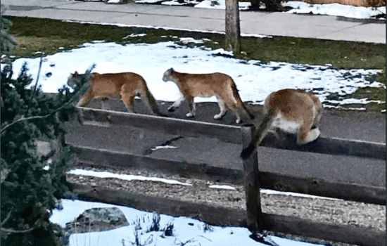 Coexisting with Cougars: Navigating Life with Mountain Lions in Boulder, Colorado