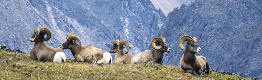 Exploring the Majestic Rocky Mountains: Top Spots to Spot Bighorn Sheep near Boulder, Colorado