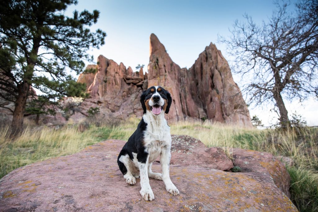 Paws and Plates: Exploring the Top Thera Dog-Friendly Restaurants in Boulder, Colorado