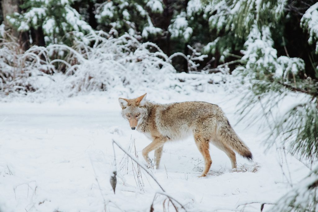 Protecting Boulder's Backyard Giants: Conservation Efforts for Coyotes in the Area